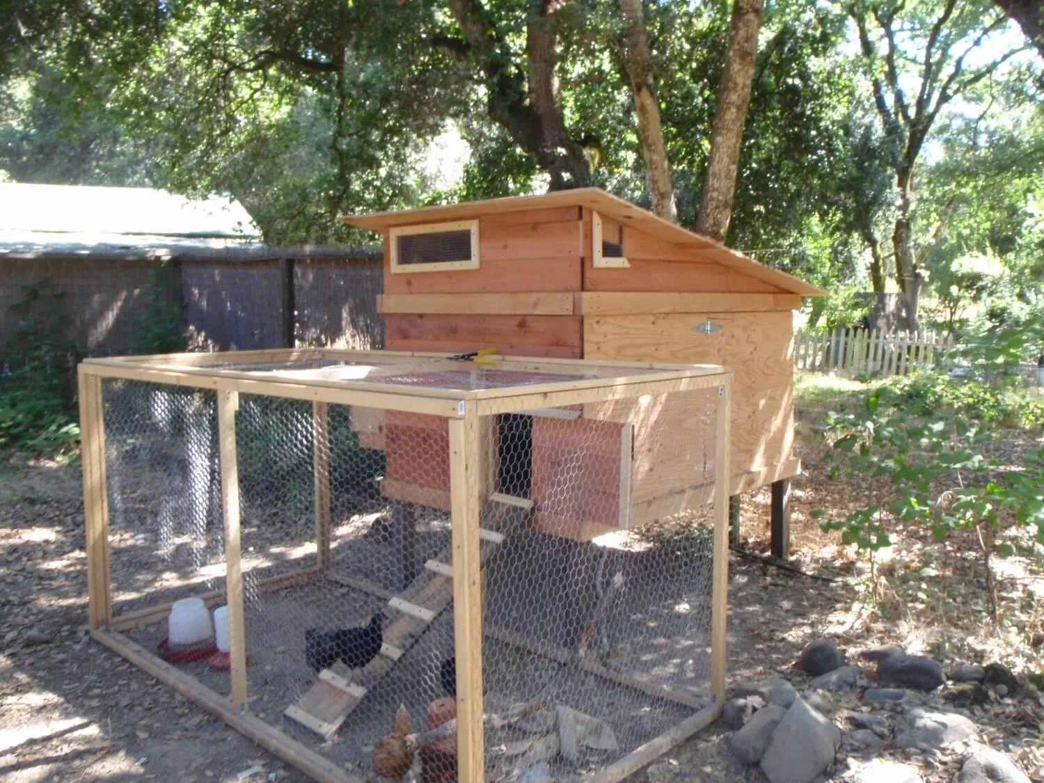chicken coop with ramp that is not duck-friendly