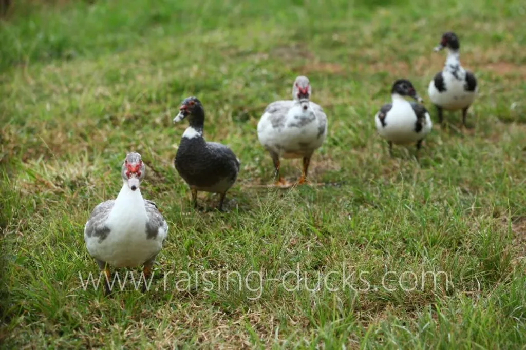 five 20-week-old juvenile muscovy ducks males vs females how to tell