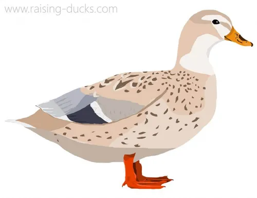 australian spotted duck graphic