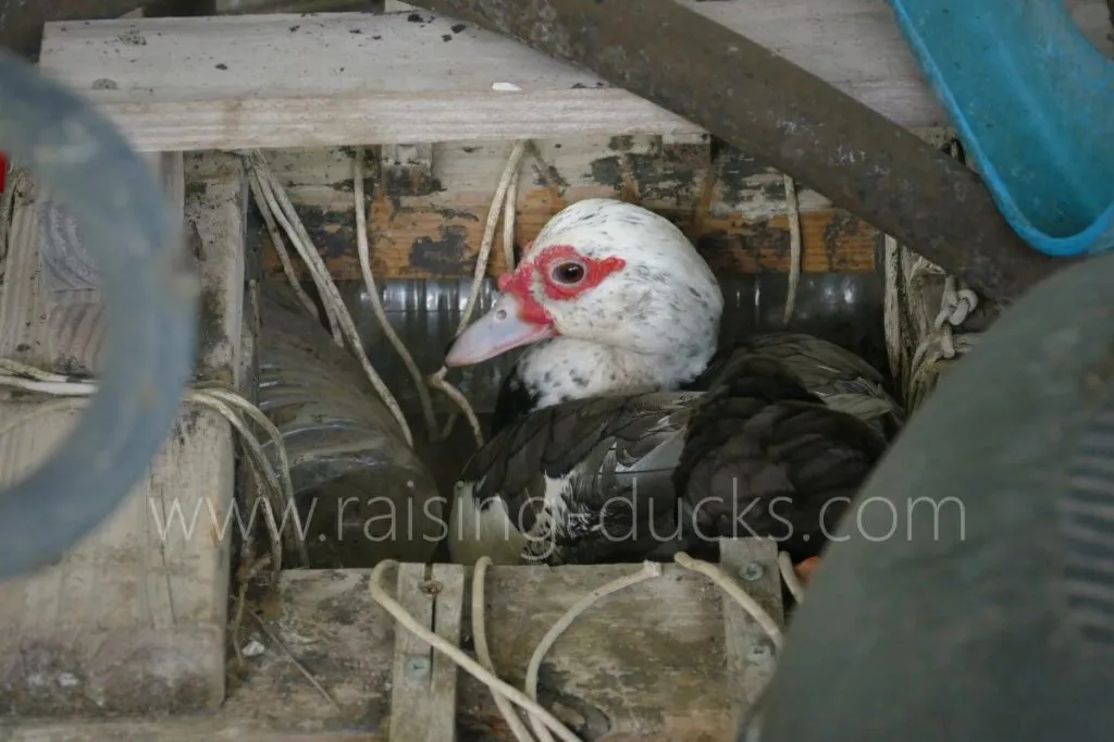 Muscovy duck who chose a hidden nest location
