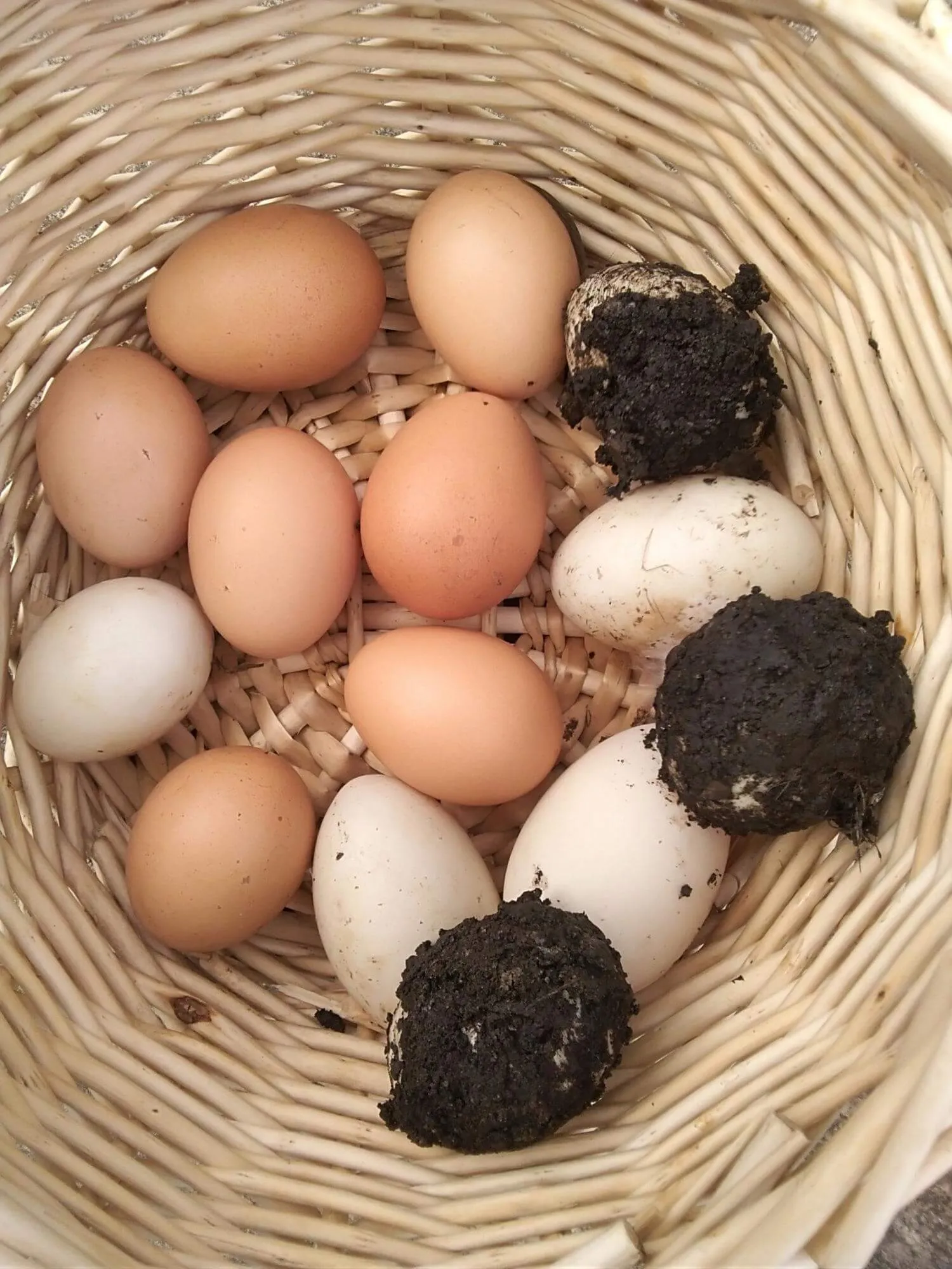 egg basket containing very dirty eggs