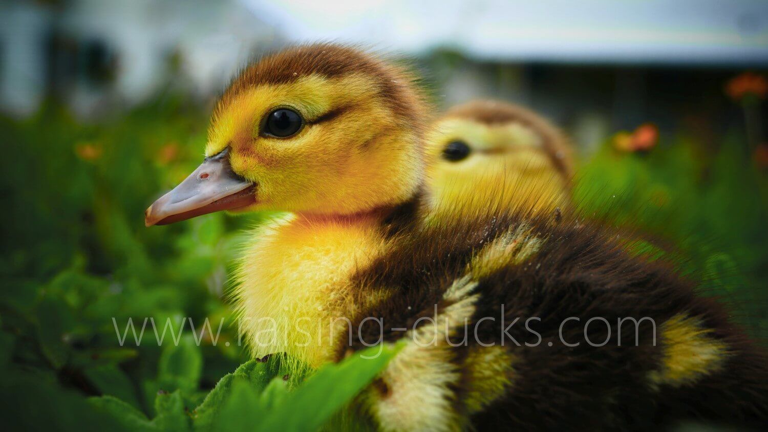 New to Ducks? 20 Things You Need to Know — Raising Ducks Animal