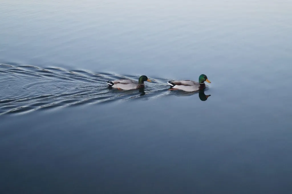 two mallard ducks swimming on lake