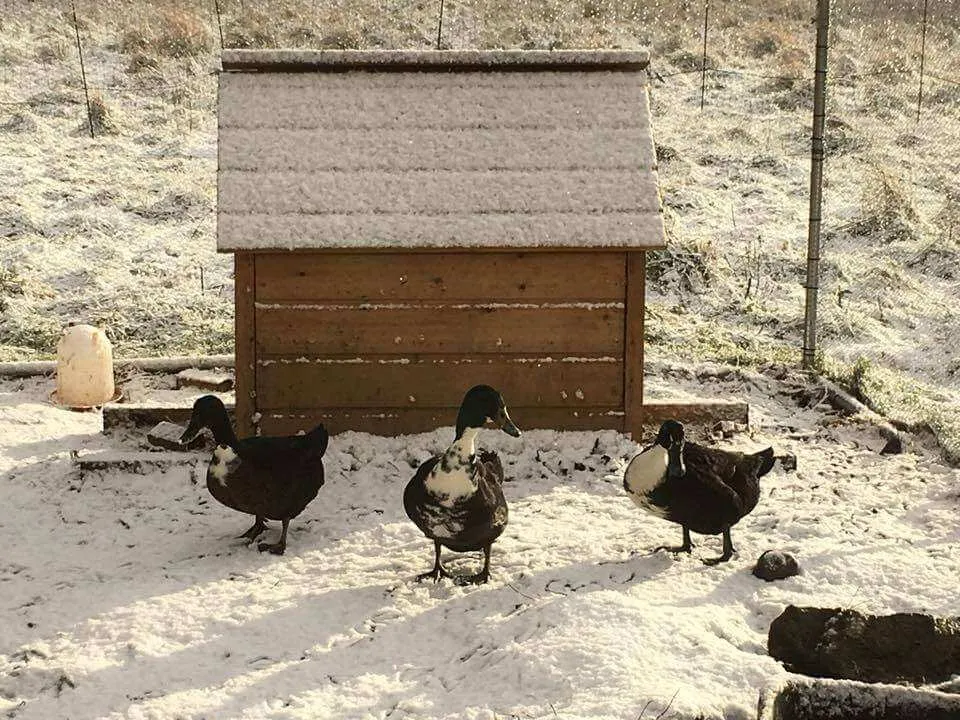 shetland ducks in snow