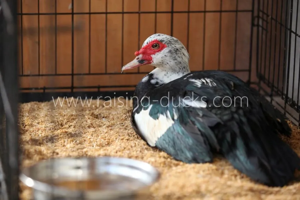 sick muscovy duck quarantined in crate