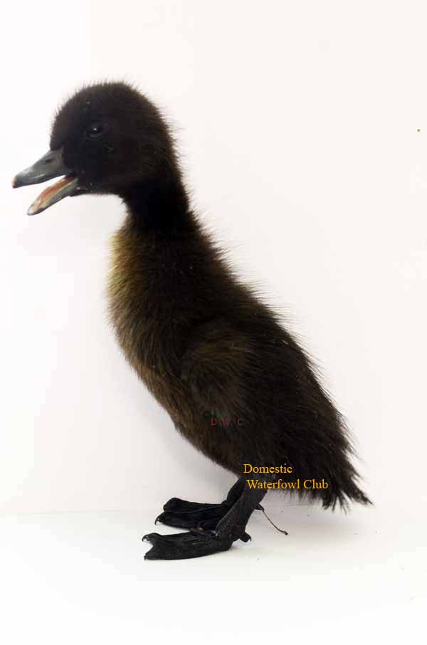 Cayuga Duckling