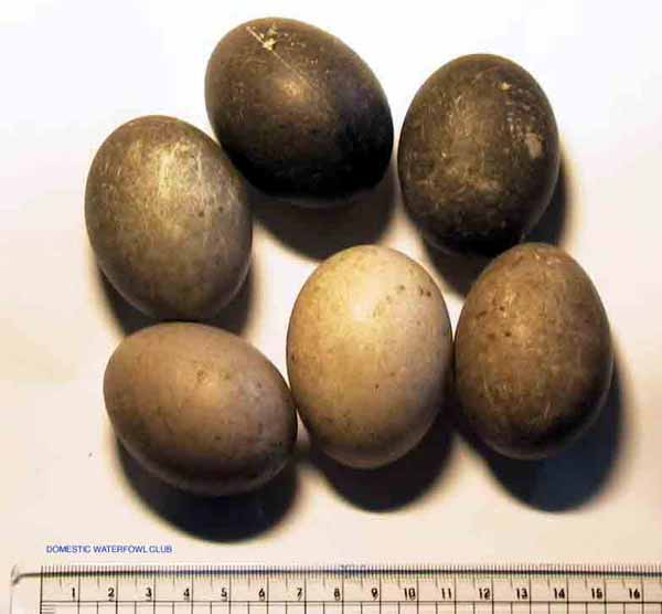 Cayuga Eggs
