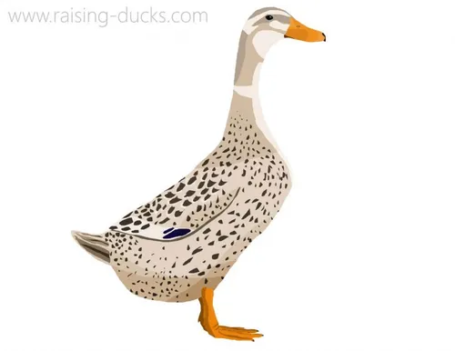 alabio duck graphic