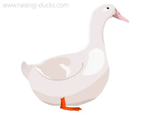 aylesbury duck graphic