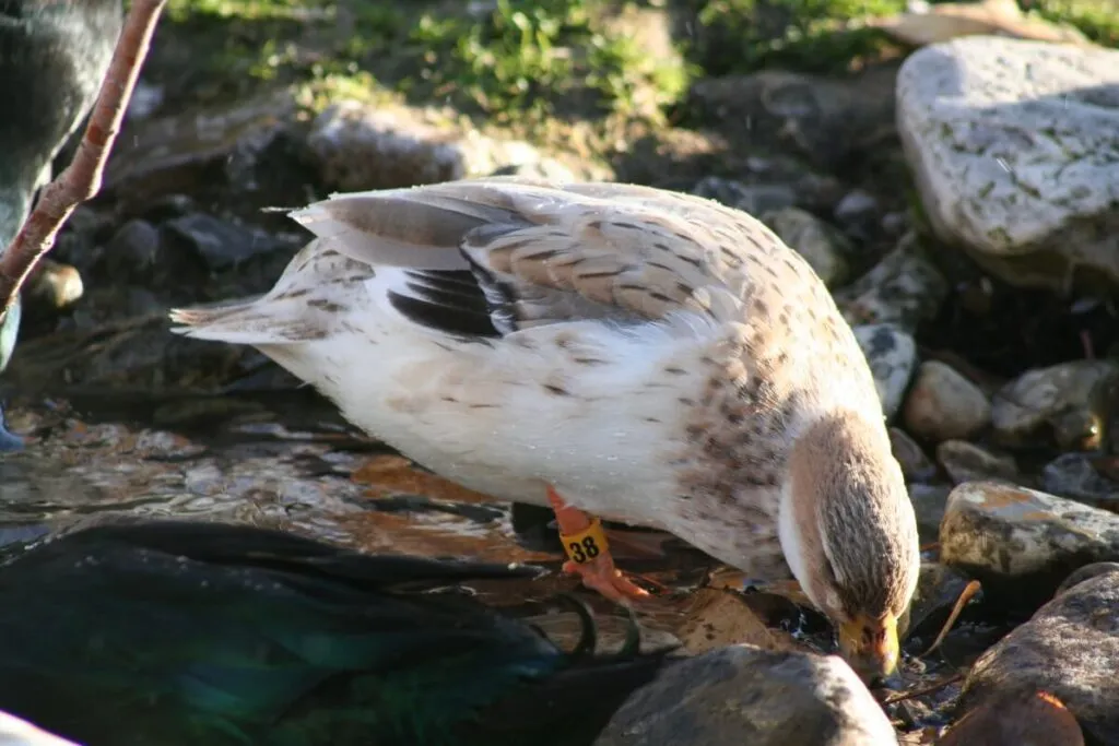 blue butterscotch call duck