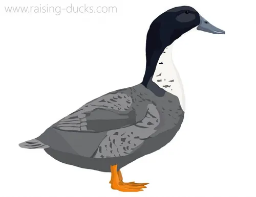 blue swedish duck graphic