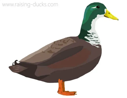 duclair duck breed graphic