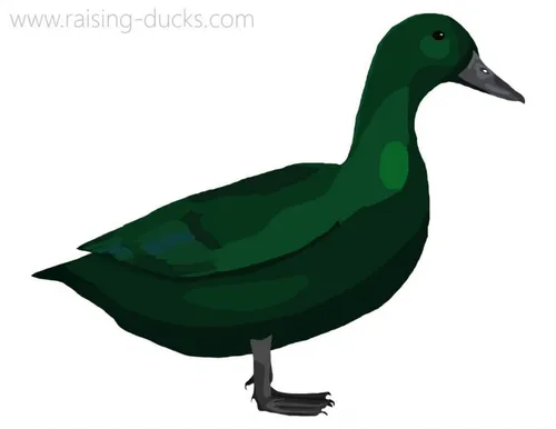 east indies duck graphic