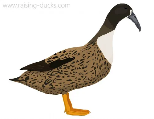 dutch hookbill duck breed graphic