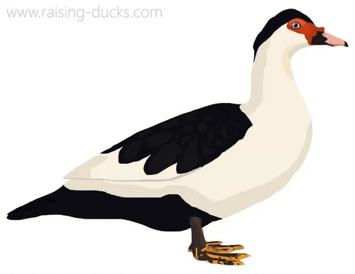 muscovy duck graphic