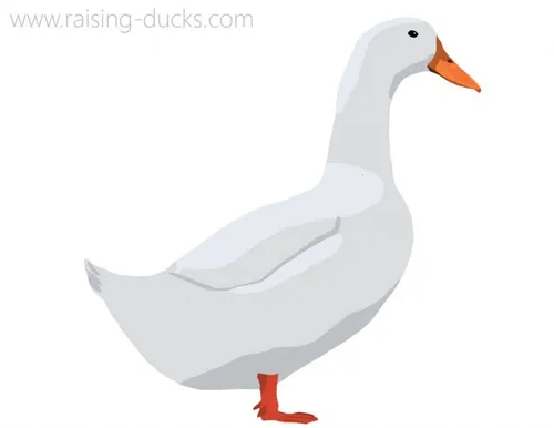 pekin duck breed graphic