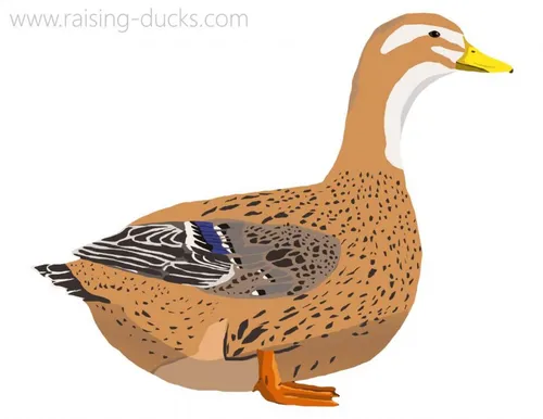 rouen clair duck breed graphic