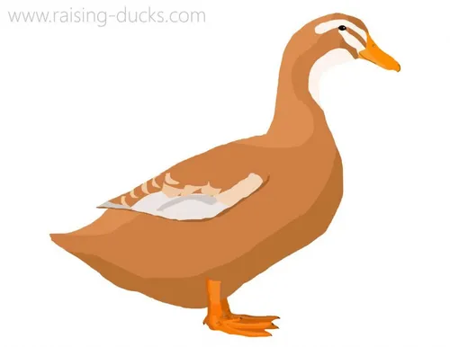 saxony duck breed graphic