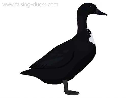 shetland duck breed graphic