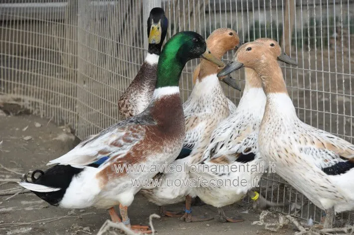 abacot ranger ducks rare breed