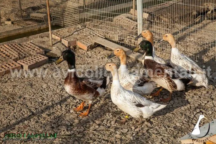 abacot ranger duck flock