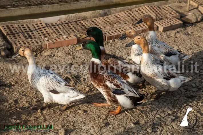 hooded ranger ducks