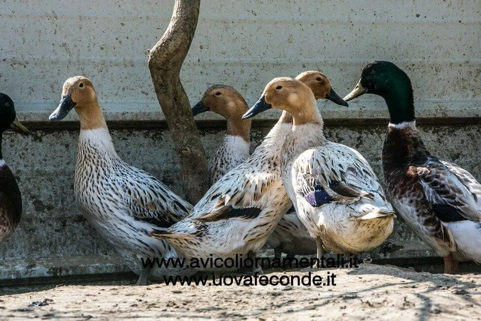 abacot ranger duck breed