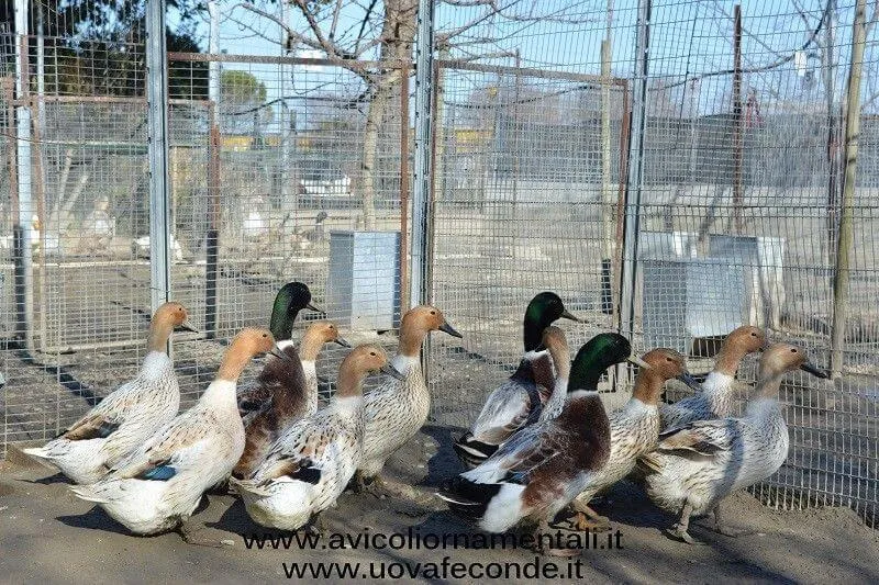 abacot ranger duck flock