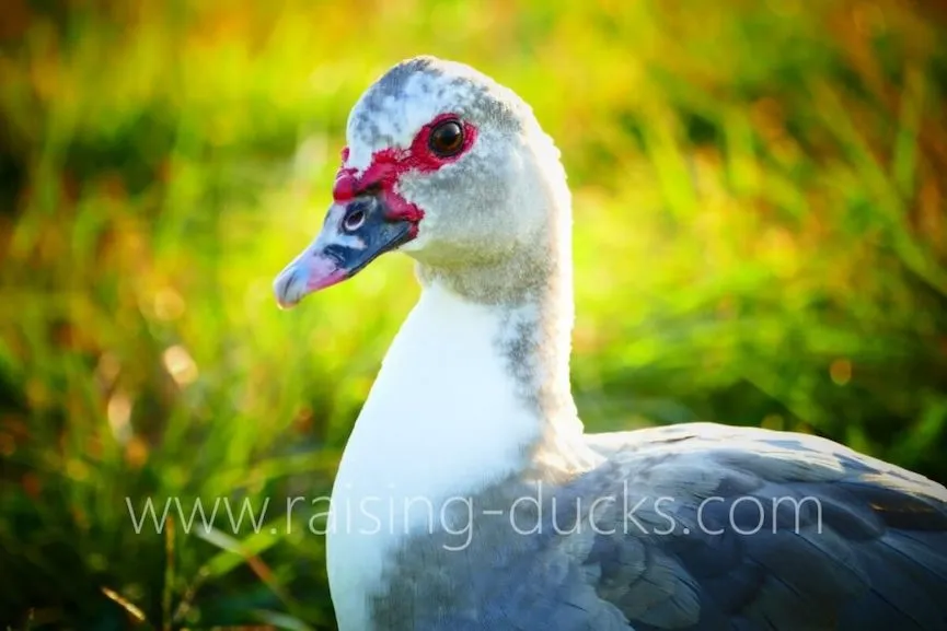 adult female silver muscovy duck
