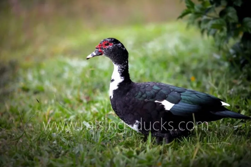 adult female muscovy duck