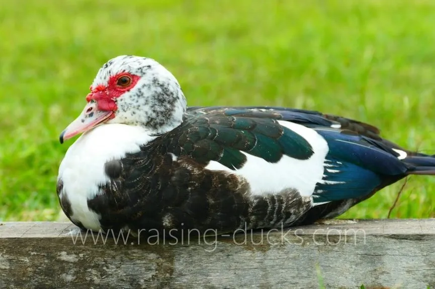 adult female muscovy duck