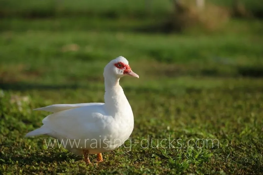 white adult female muscovy duck