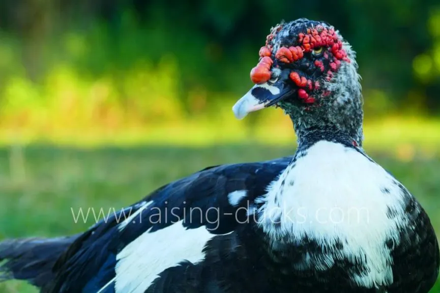 adult male muscovy drake head caruncles