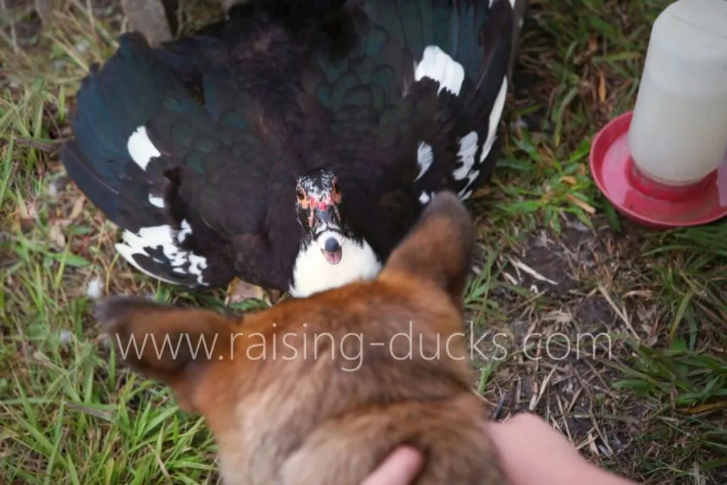 aggressive broody muscovy duck