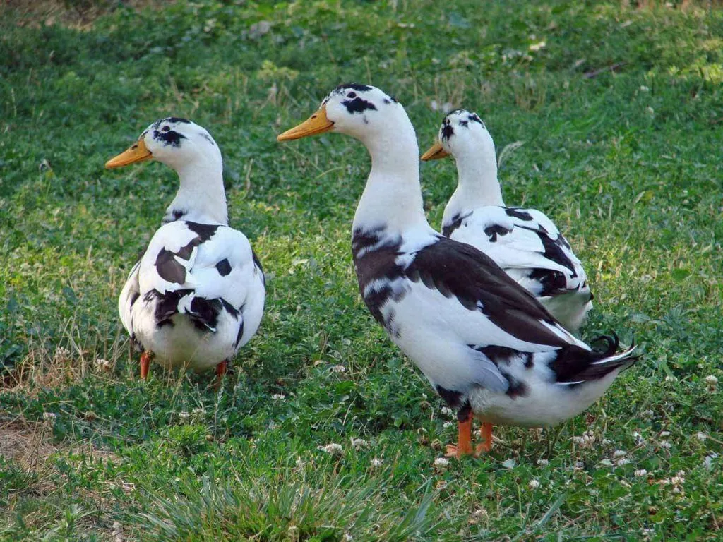 three ancona ducks outside