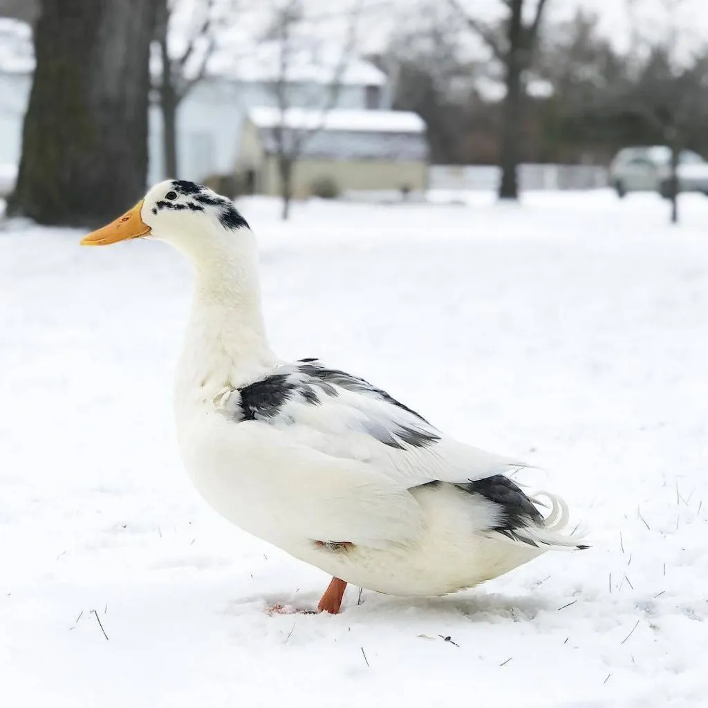ancona duck
