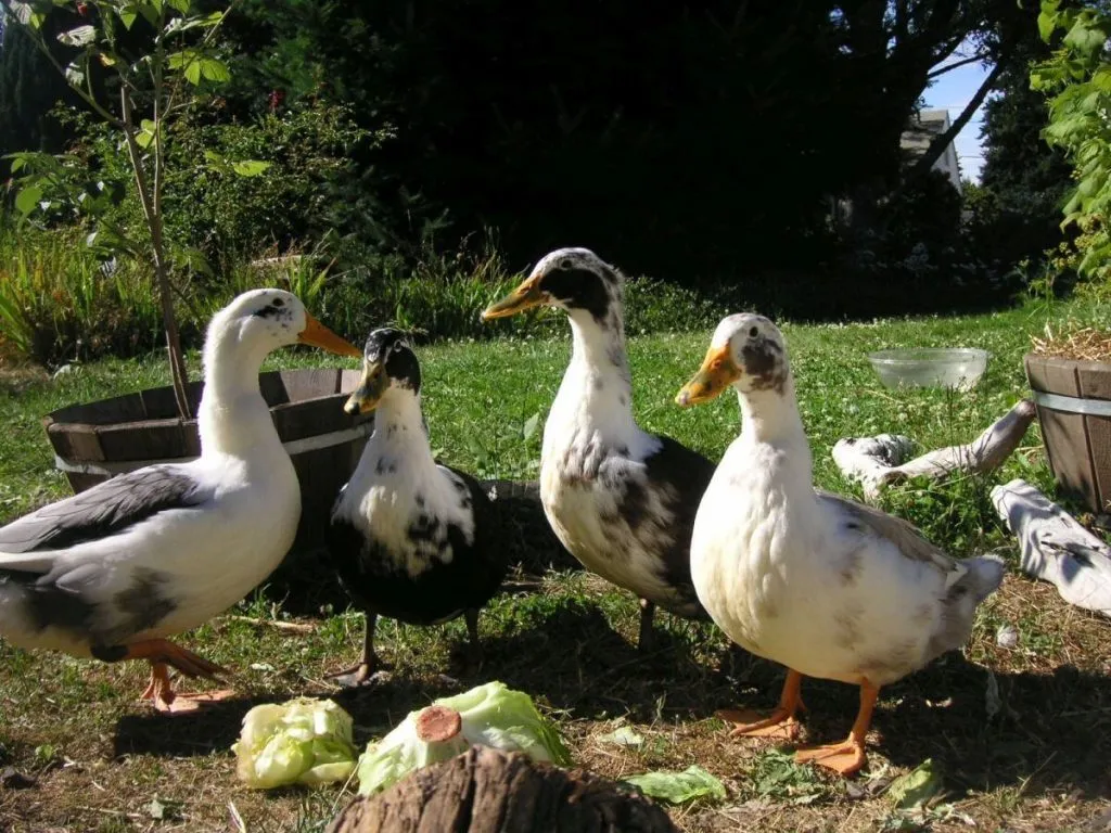 ancona duck breed
