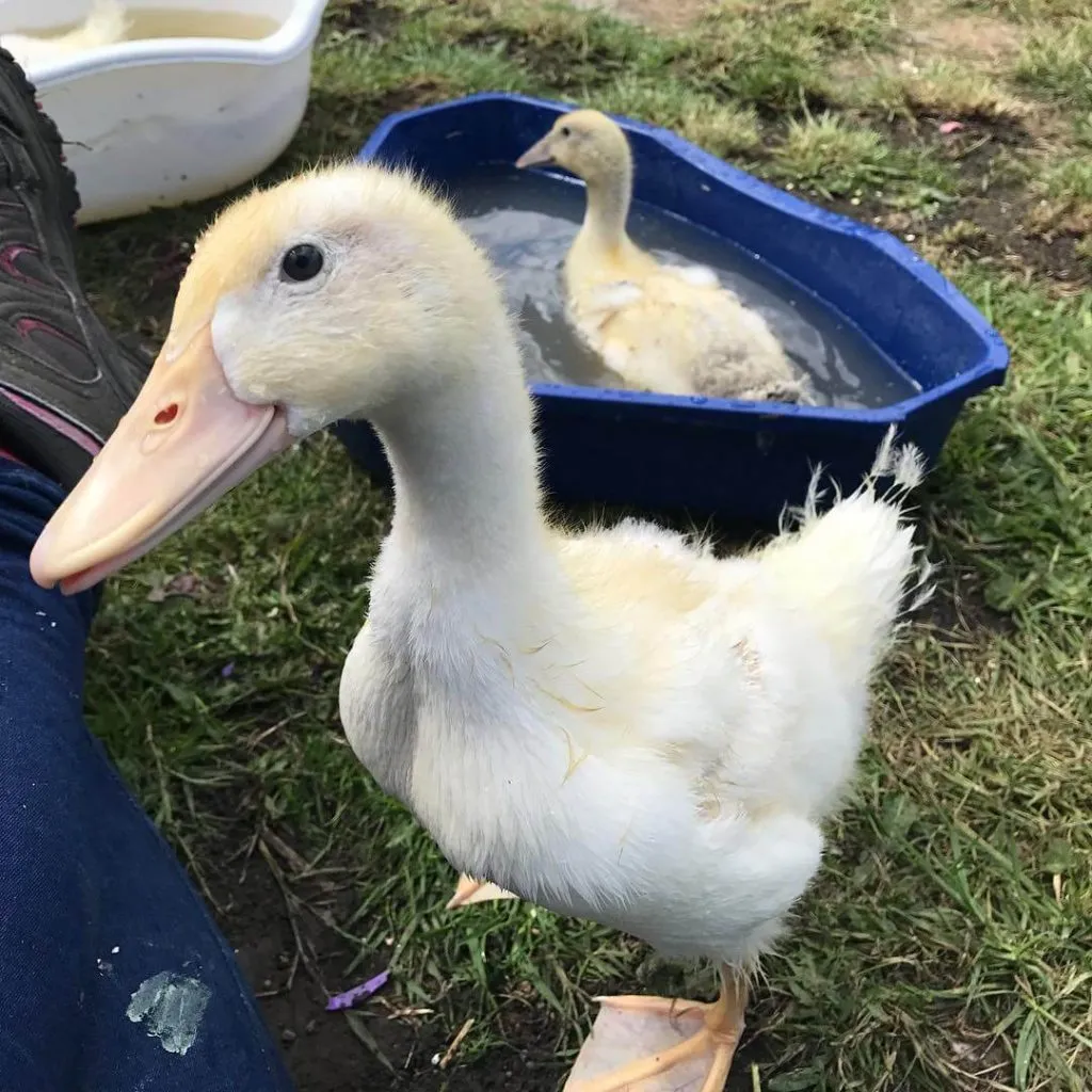 juvenile aylesbury duck