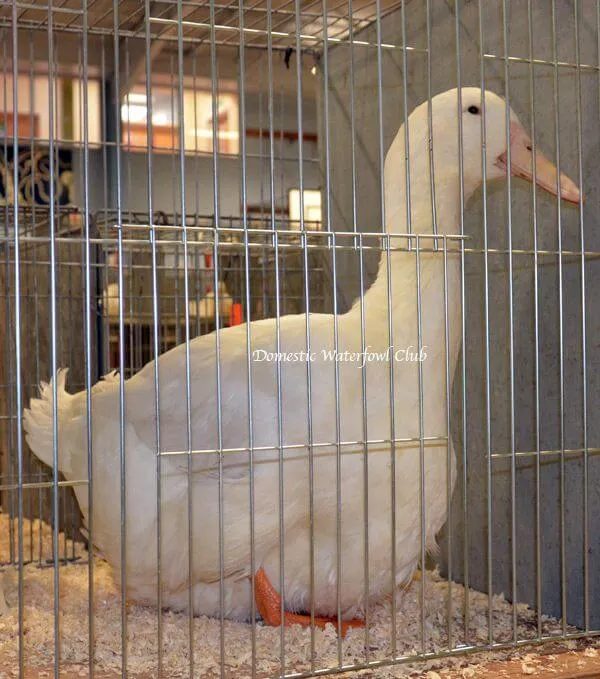 aylesbury duck at show