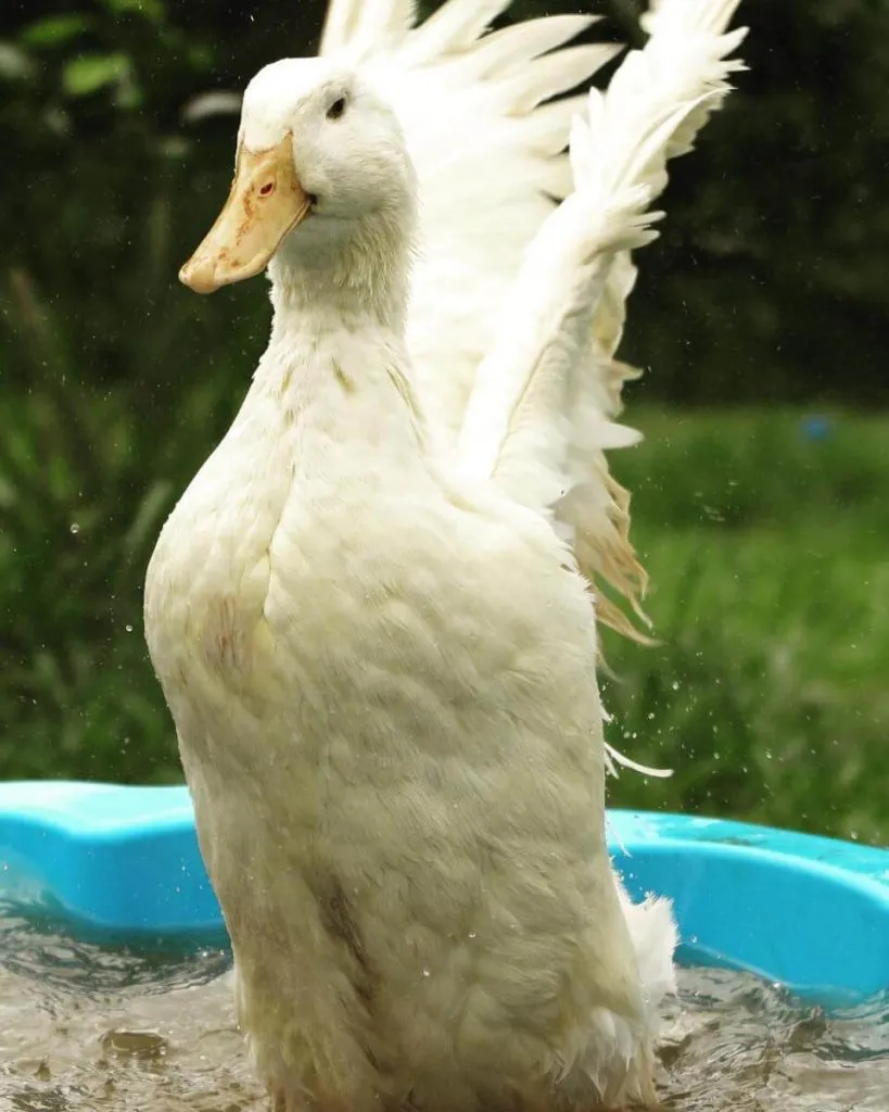 aylesbury duck