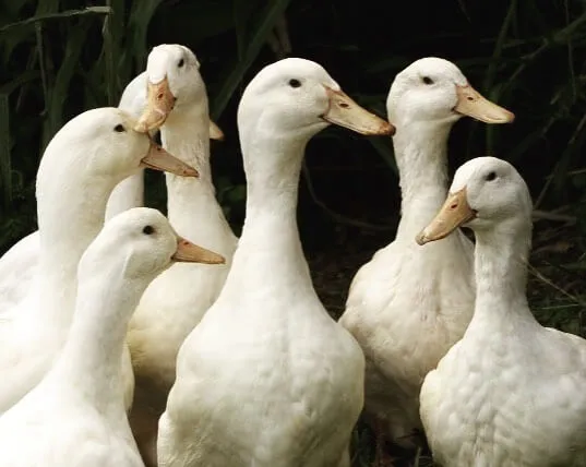 aylesbury duck flock