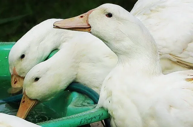 aylesbury duck breed