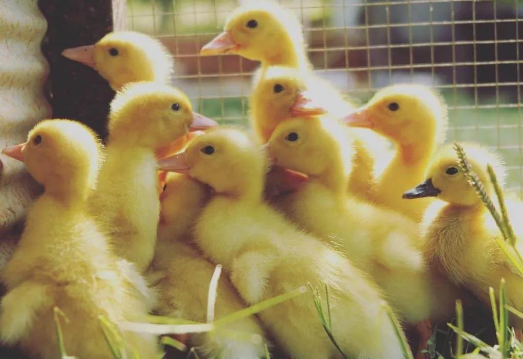 aylesbury ducklings