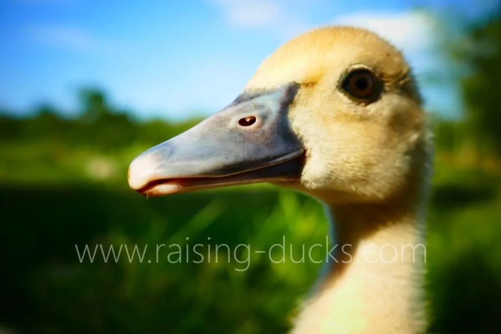 head and bill of 4-week-old male muscovy duckling