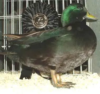 black call duck