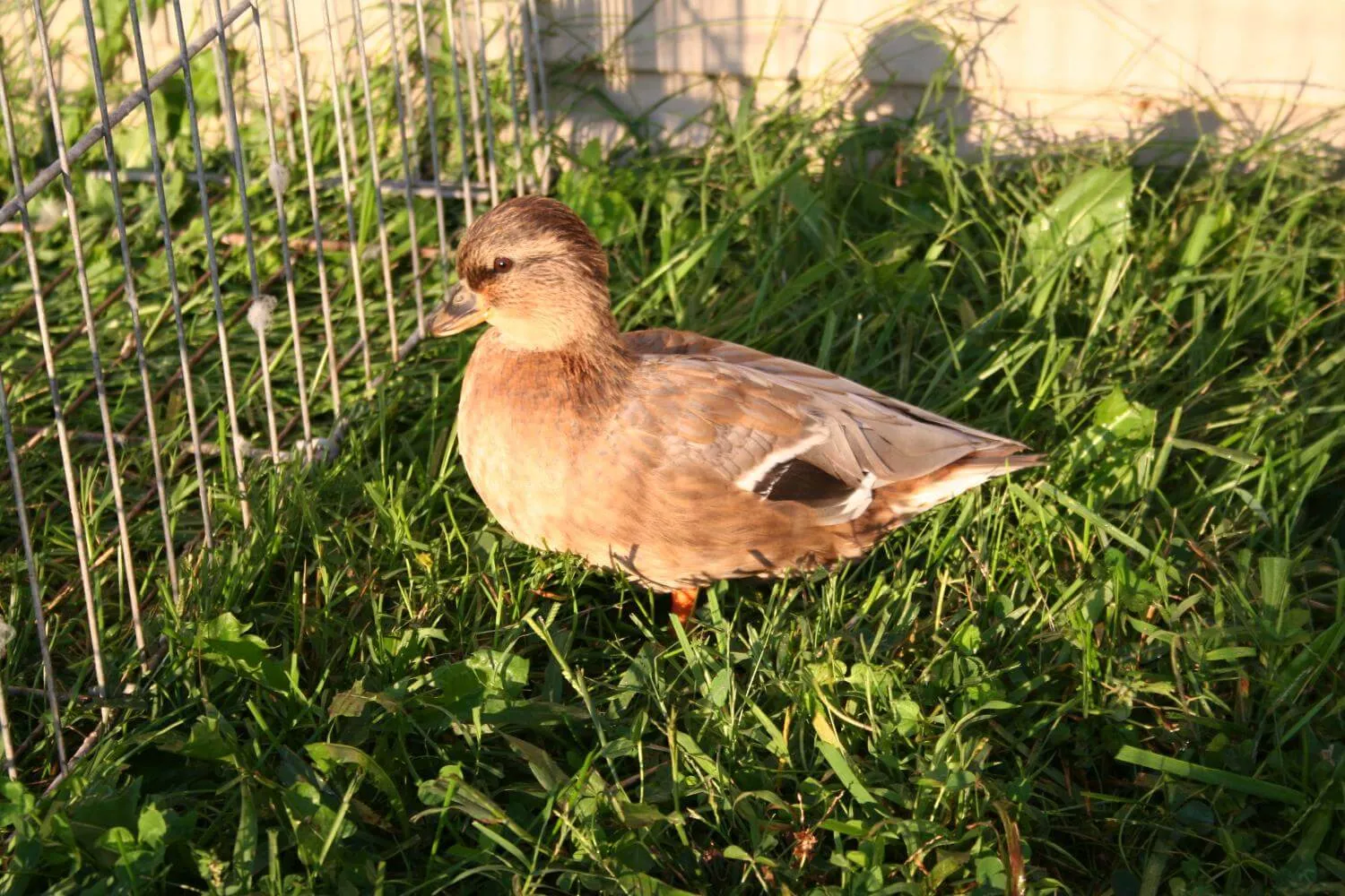 The Call duck breed guide — Raising Ducks