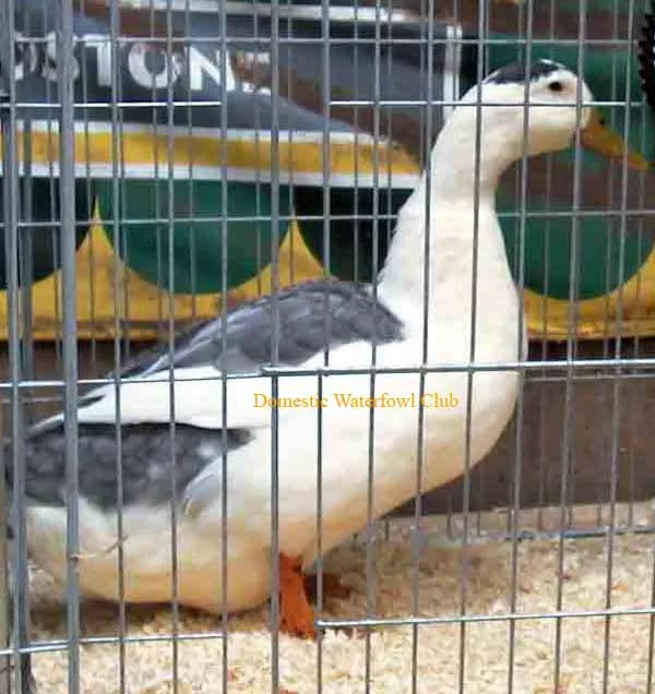 blue magpie duck at a show