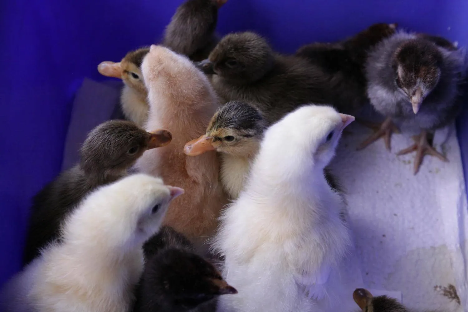 ducklings and chicks in a small brooder