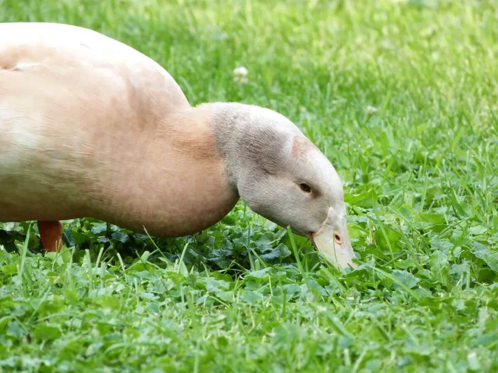 buff orpington duck foraging