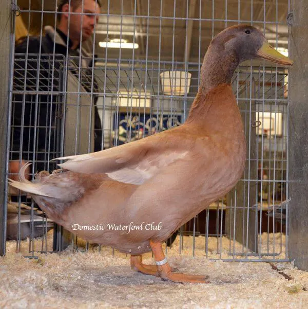 buff orpington drake exhibition